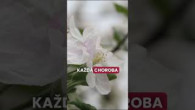 Barkóci Alexander / Modlitba za deti - Csongor Berta #modlitba #pozehnanie #milost #duchsvaty #deti #panjezis