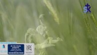 Slovensky dohovor za rodinu / Korunka Božieho Milosrdenstva a Krížova cesta